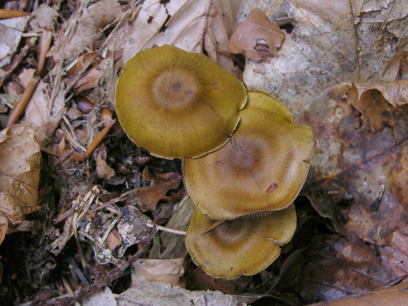 Cortinarius croceus?